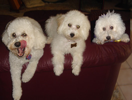 3-doggies-on-couch-so-cute