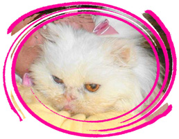 Cat-china-pink-circles